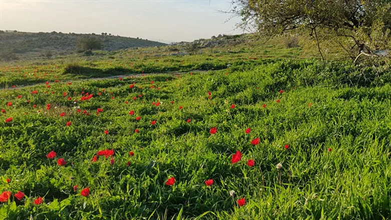 פריחה במודיעין