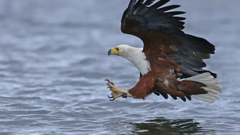 בסכנה. הנשרים