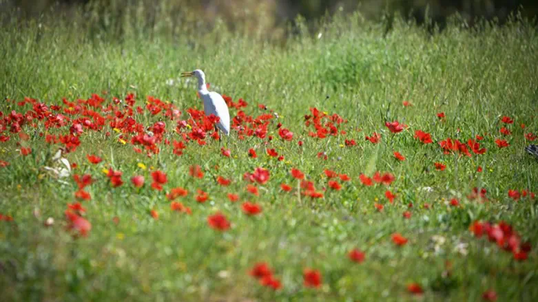 מזג אוויר שעושה פריחה. יער שוקדה