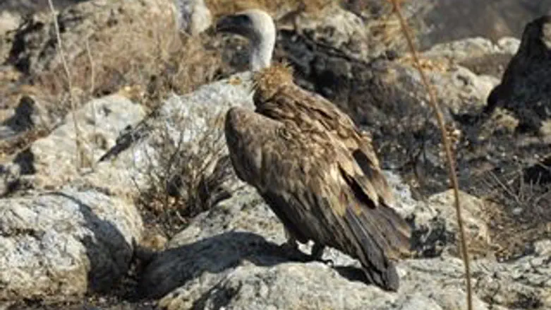 יש מי שישמור עליהם?