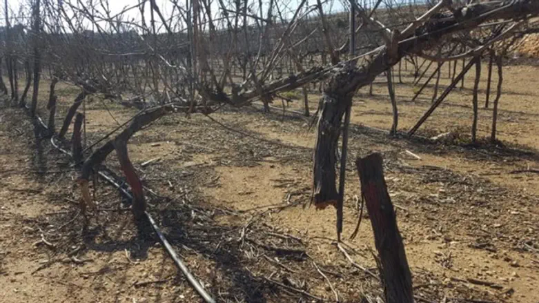 גפנים שנוסרו