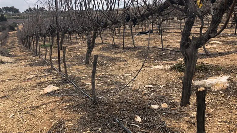 "כל שנה זה הופך להיות יותר נועז ויותר בעייתי". הכרמים הכרותים