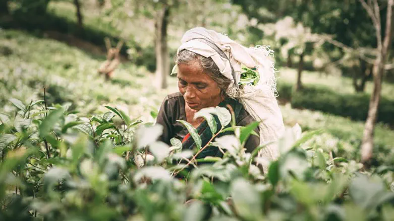עובדי מטע בהודו