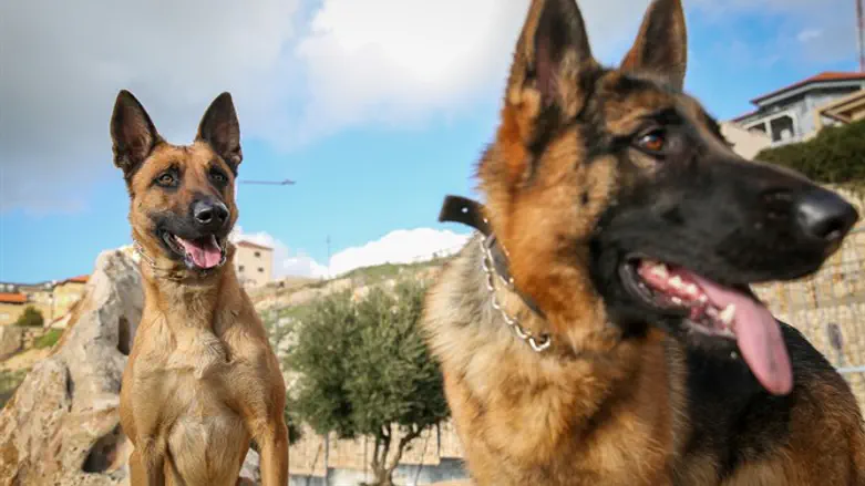 אילוסטרציה