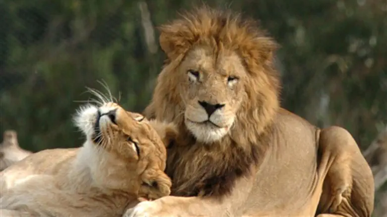 Lion and cub