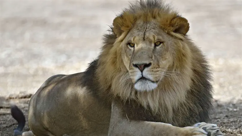 Лев (иллюстрация)