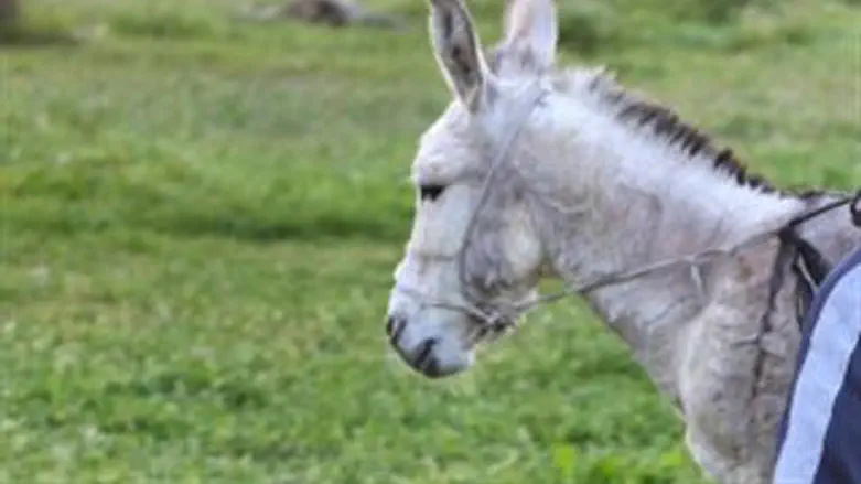 למצולם אין קשר לאמור בכתבה