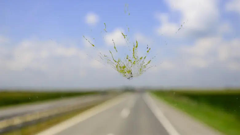 עשה תאונה בגלל חרק - ויפוצה במיליונים