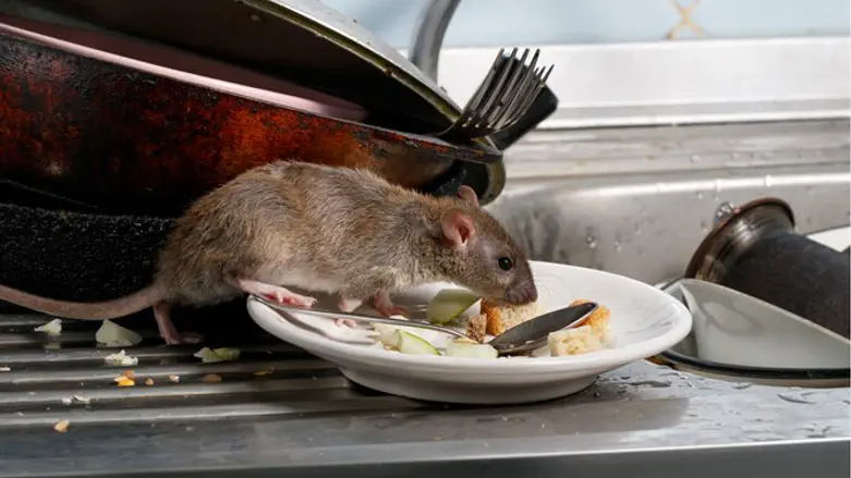 הוא גם עושה כלים?