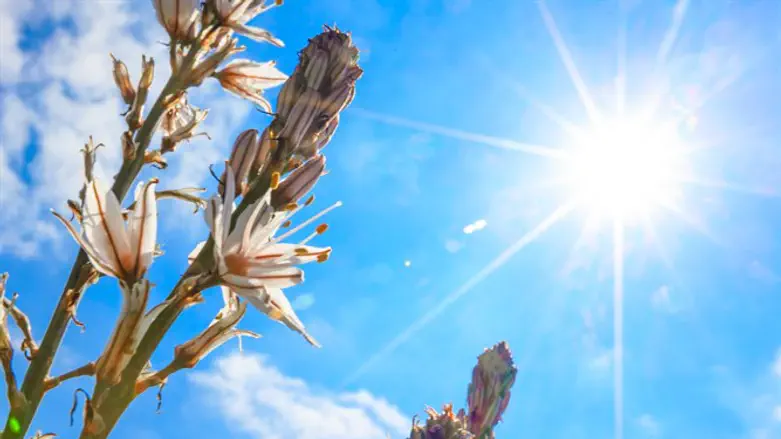 פריחה בקדרון