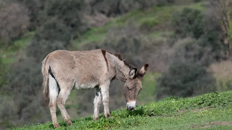 Осёл. Иллюстрация