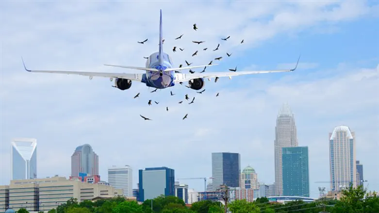 Birds before passenger jet at takeoff
