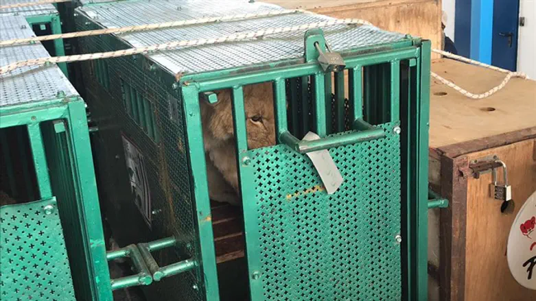 עוברים לאפריקה וירדן