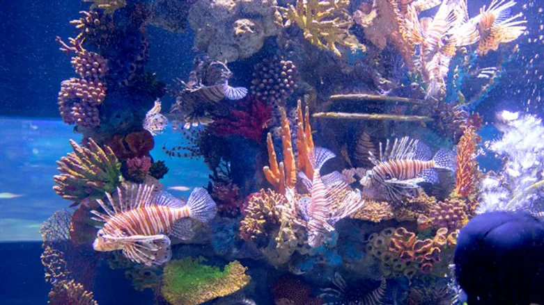 לכל דג יש אופי משלו. דגי האקווריום