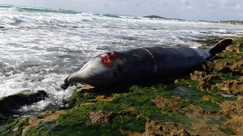 הלוויתנית שאותרה בחוף