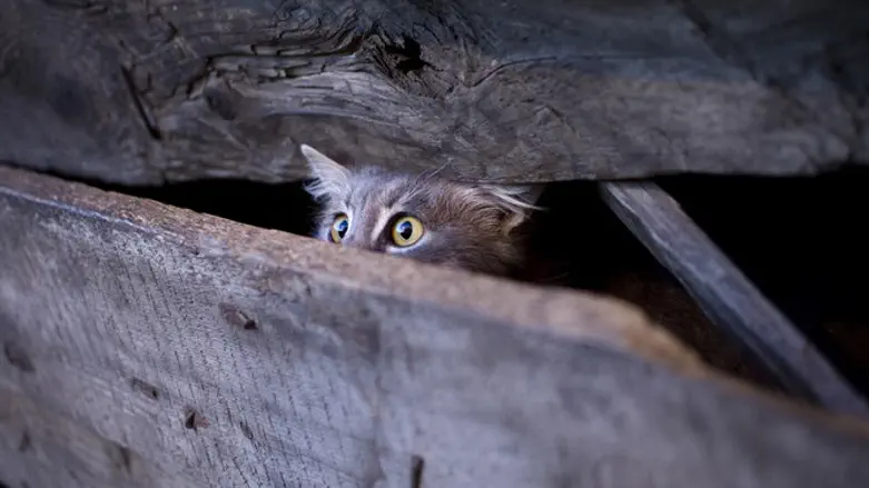 איכשהו, חתולים תמיד נכנסים לצרות