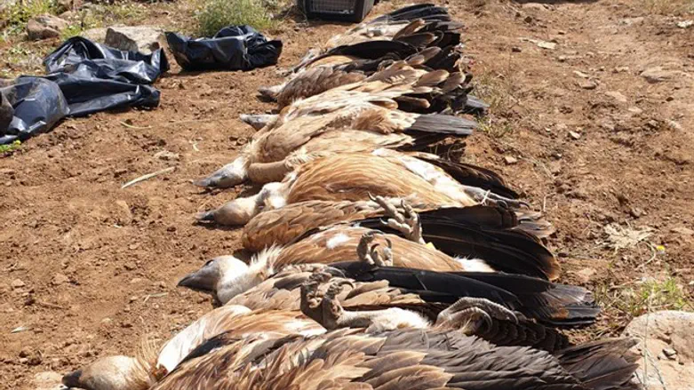 The poisoned vultures