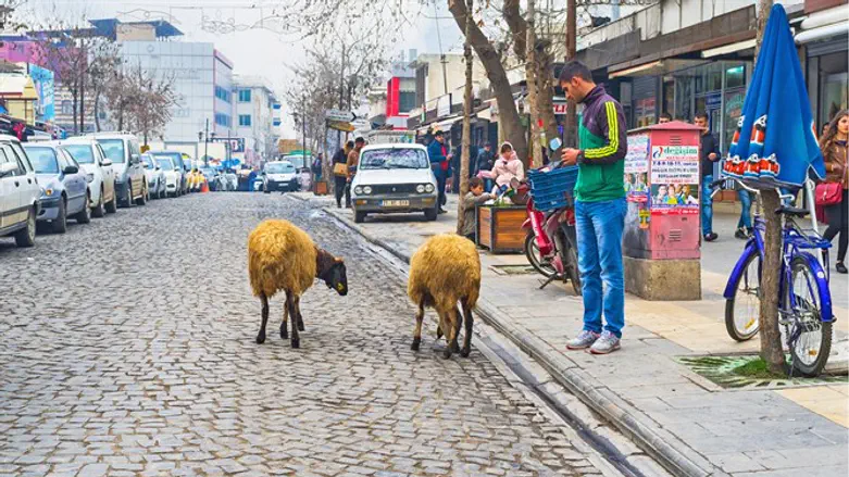תלמידות חדשות בבית הספר?