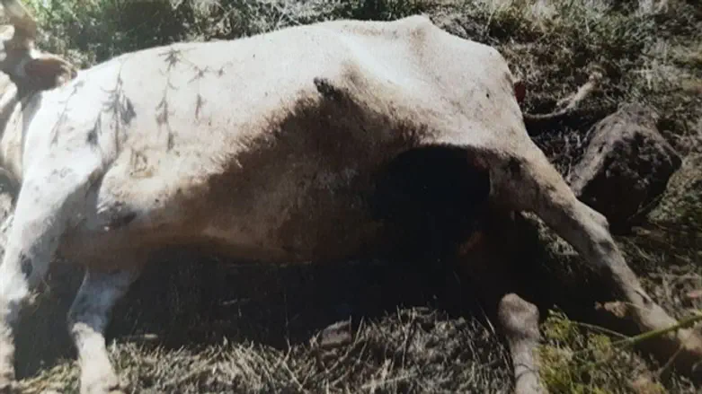 פגר הפרה בו הוכנס על פי החשד הרעל