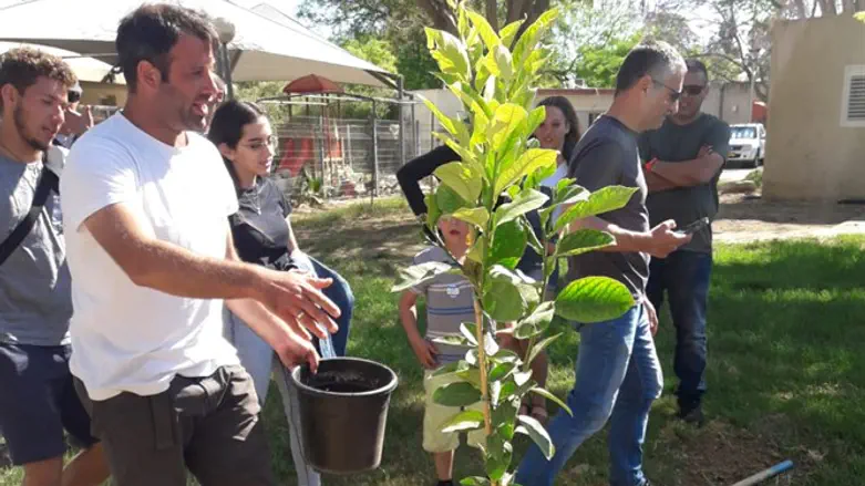 נוטעים את העץ