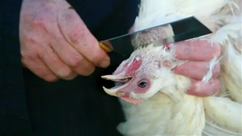 Chicken being slaughtered.