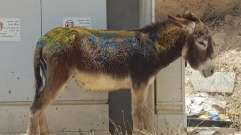 Swastika on donkey