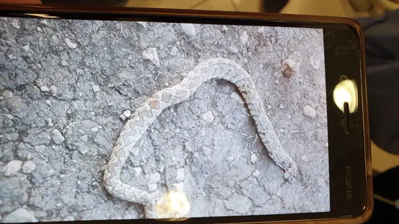 Picture of the snake