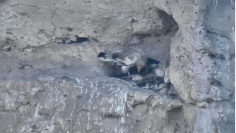 קינון הרחמים בכרמל