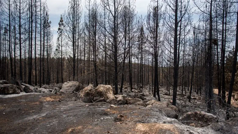 Ben Shemen Forest, after the fire