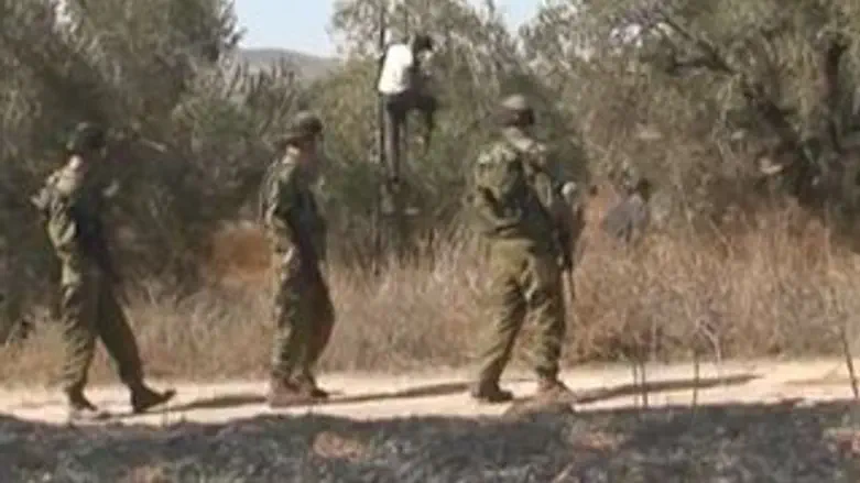 צה"ל מאבטח את מסיק הזיתים