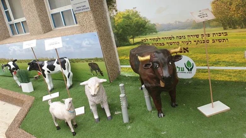 מתוך התערוכה