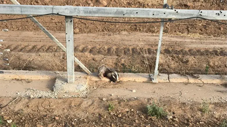 הגירית הפצועה על הגדר