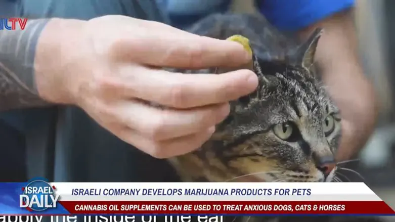 Israeli Company Develops Marijuana Products For Pets