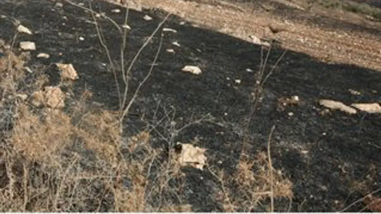 השריפה הבוקר