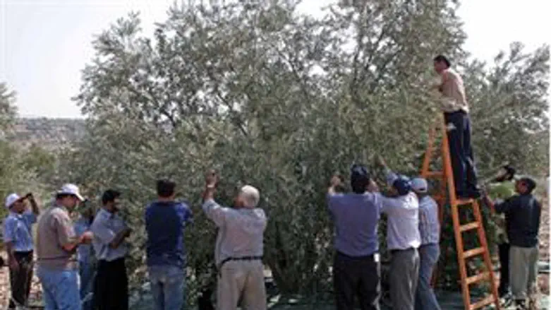 שמחון יתעדכן מהפלשתינים על המסיק