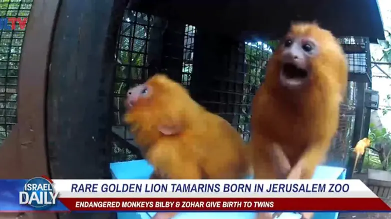 Rare Golden Lion Tamarins Born In Jerusalem Zoo