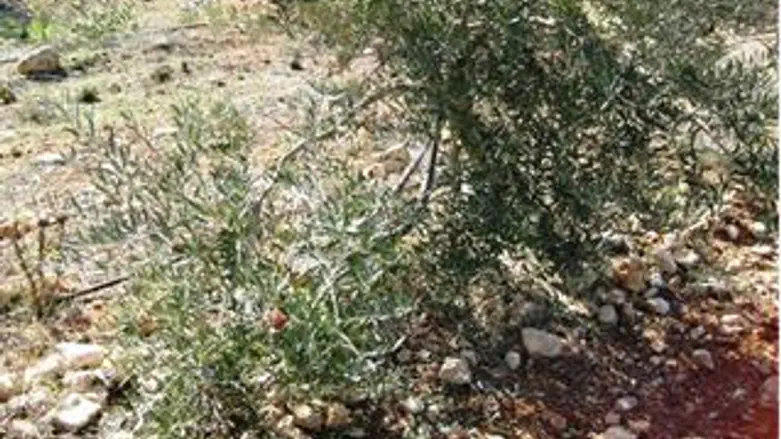 עצי הזית שהושחתו