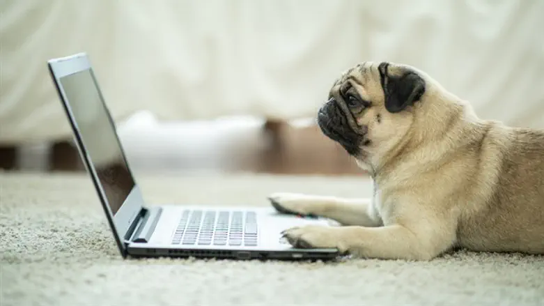 רקסי, את העצם החדשה כבר ראית?