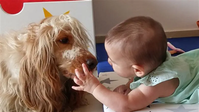 כלבנות טיפולית