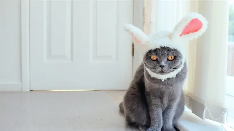 ראש הממשלה הבא?