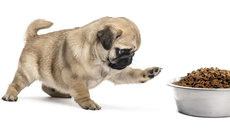 מזון לכלבים. אילוסטרציה