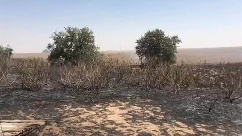 Следы пожара в лесу Кисуфим