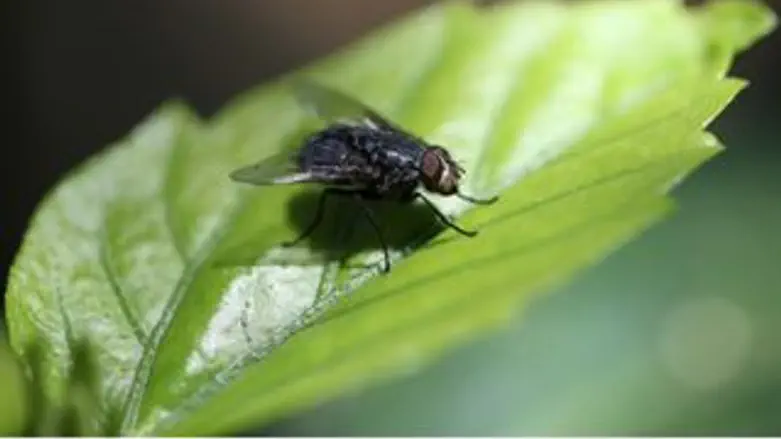 שיזהר מהונאות...