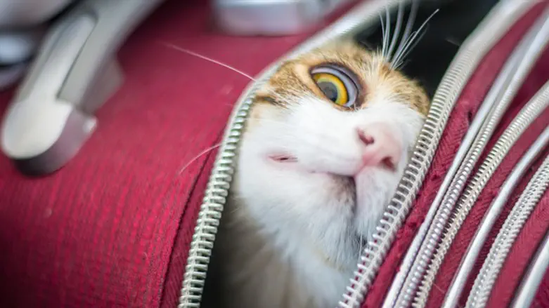 יש כרטיס גם לחתול?