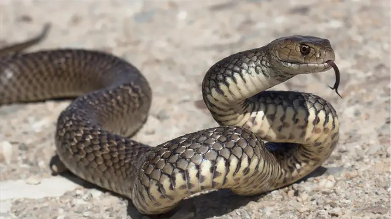 Snake - illustrative