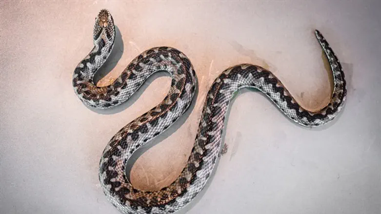 נחש צפע. אילוסטרציה