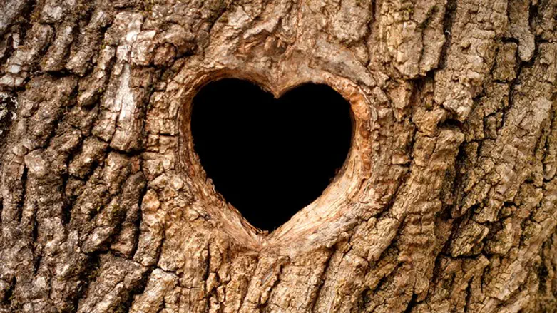 עץ ההיכרויות 