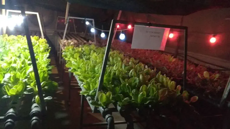 הגידולים ההידרופוניים