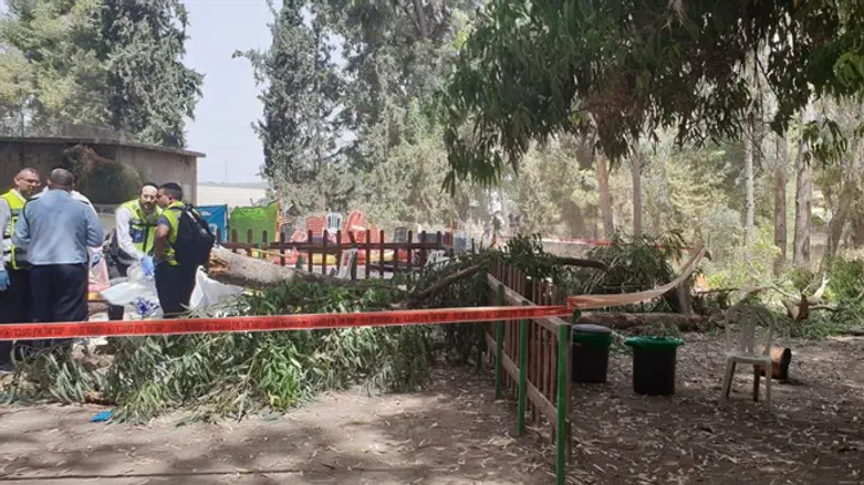 falling tree branch kills boy