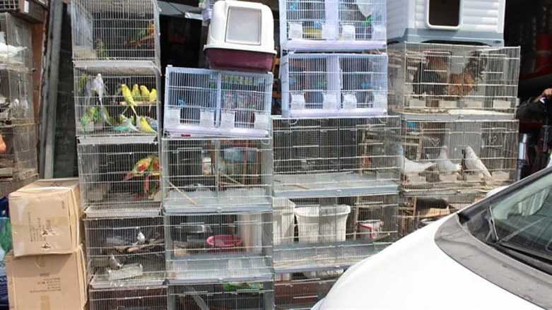 חיות מוגנות שנתפסו במבצע